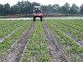 Leon Vissers Vissers aardbeiplanten BV America (19)